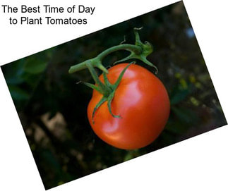 The Best Time of Day to Plant Tomatoes