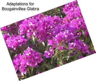 Adaptations for Bougainvillea Glabra