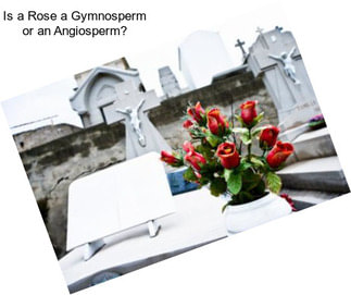 Is a Rose a Gymnosperm or an Angiosperm?