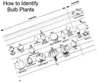 How to Identify Bulb Plants