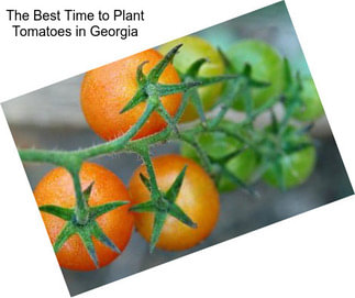 The Best Time to Plant Tomatoes in Georgia