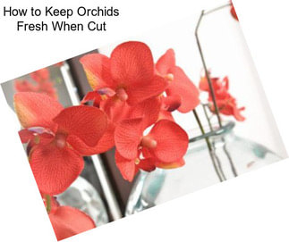 How to Keep Orchids Fresh When Cut