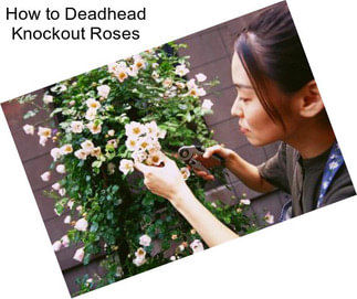 How to Deadhead Knockout Roses
