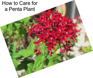 How to Care for a Penta Plant