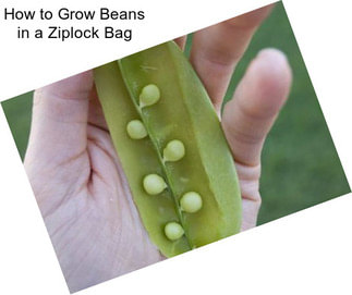 How to Grow Beans in a Ziplock Bag