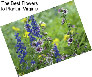 The Best Flowers to Plant in Virginia