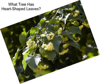 What Tree Has Heart-Shaped Leaves?