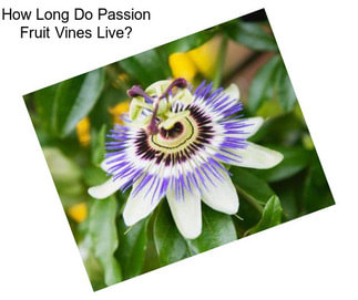 How Long Do Passion Fruit Vines Live?