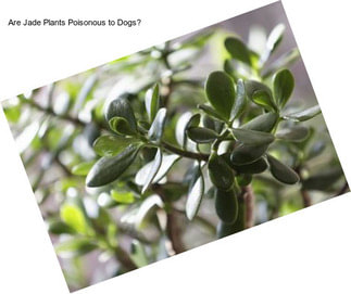 Are Jade Plants Poisonous to Dogs?