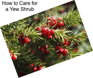 How to Care for a Yew Shrub