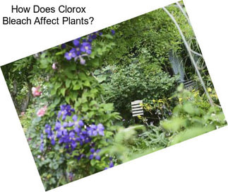How Does Clorox Bleach Affect Plants?