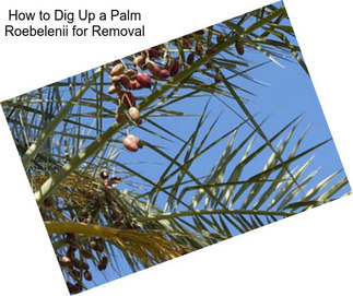 How to Dig Up a Palm Roebelenii for Removal