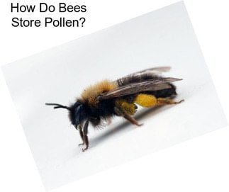 How Do Bees Store Pollen?