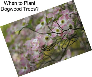 When to Plant Dogwood Trees?