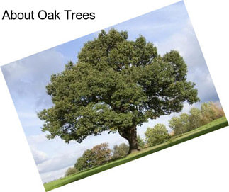 About Oak Trees