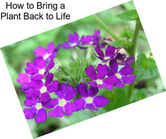 How to Bring a Plant Back to Life