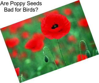 Are Poppy Seeds Bad for Birds?