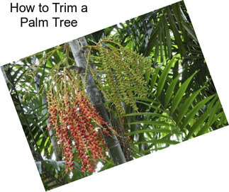How to Trim a Palm Tree