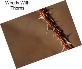Weeds With Thorns