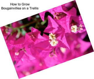 How to Grow Bougainvillea on a Trellis