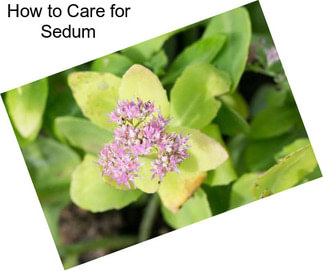 How to Care for Sedum