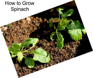 How to Grow Spinach