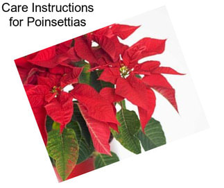 Care Instructions for Poinsettias