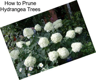 How to Prune Hydrangea Trees