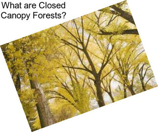 What are Closed Canopy Forests?