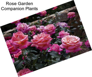 Rose Garden Companion Plants