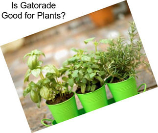 Is Gatorade Good for Plants?