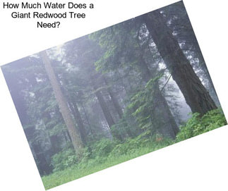 How Much Water Does a Giant Redwood Tree Need?