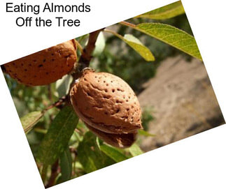 Eating Almonds Off the Tree