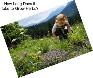 How Long Does it Take to Grow Herbs?