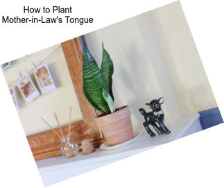 How to Plant Mother-in-Law\'s Tongue
