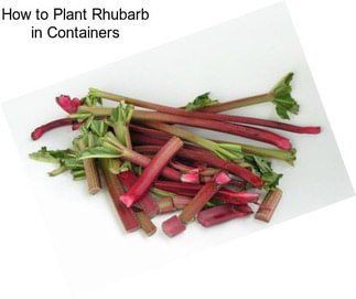 How to Plant Rhubarb in Containers