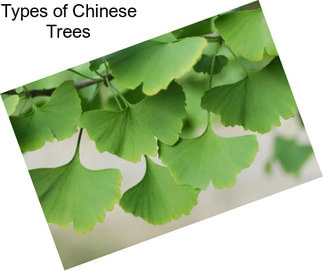 Types of Chinese Trees