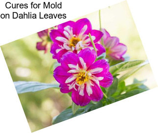 Cures for Mold on Dahlia Leaves
