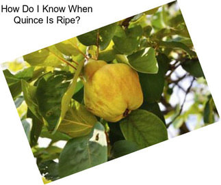 How Do I Know When Quince Is Ripe?