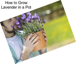 How to Grow Lavender in a Pot