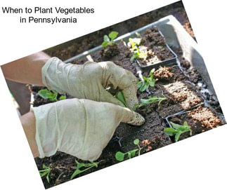 When to Plant Vegetables in Pennsylvania