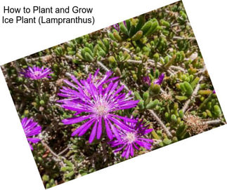 How to Plant and Grow Ice Plant (Lampranthus)