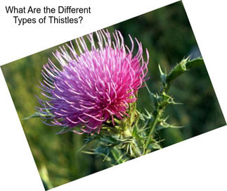 What Are the Different Types of Thistles?