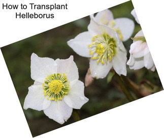 How to Transplant Helleborus
