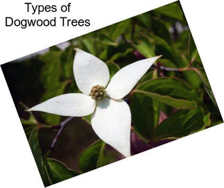 Types of Dogwood Trees