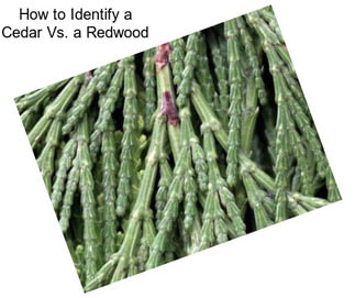 How to Identify a Cedar Vs. a Redwood
