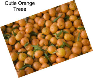 Cutie Orange Trees