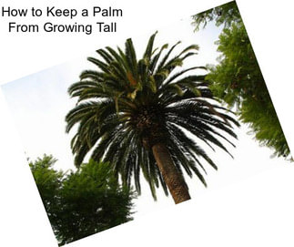 How to Keep a Palm From Growing Tall