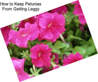 How to Keep Petunias From Getting Leggy