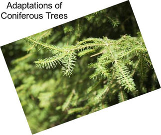 Adaptations of Coniferous Trees